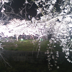 夜桜１